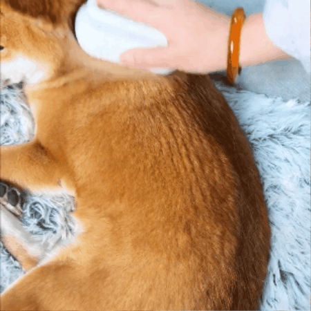 3-in-1 Steam Brush Pet
